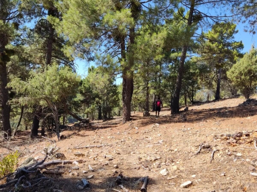 Ruta Estelar