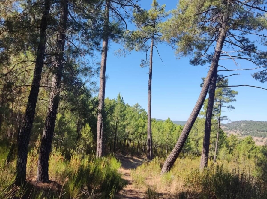 Ruta Estelar