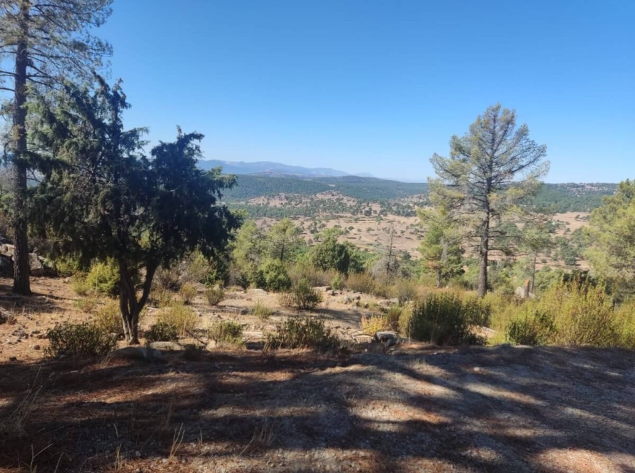 Ruta Estelar